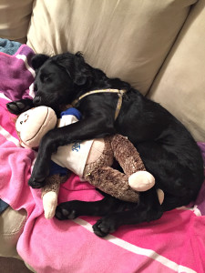 Black Lab Puppy, Animal Rescue