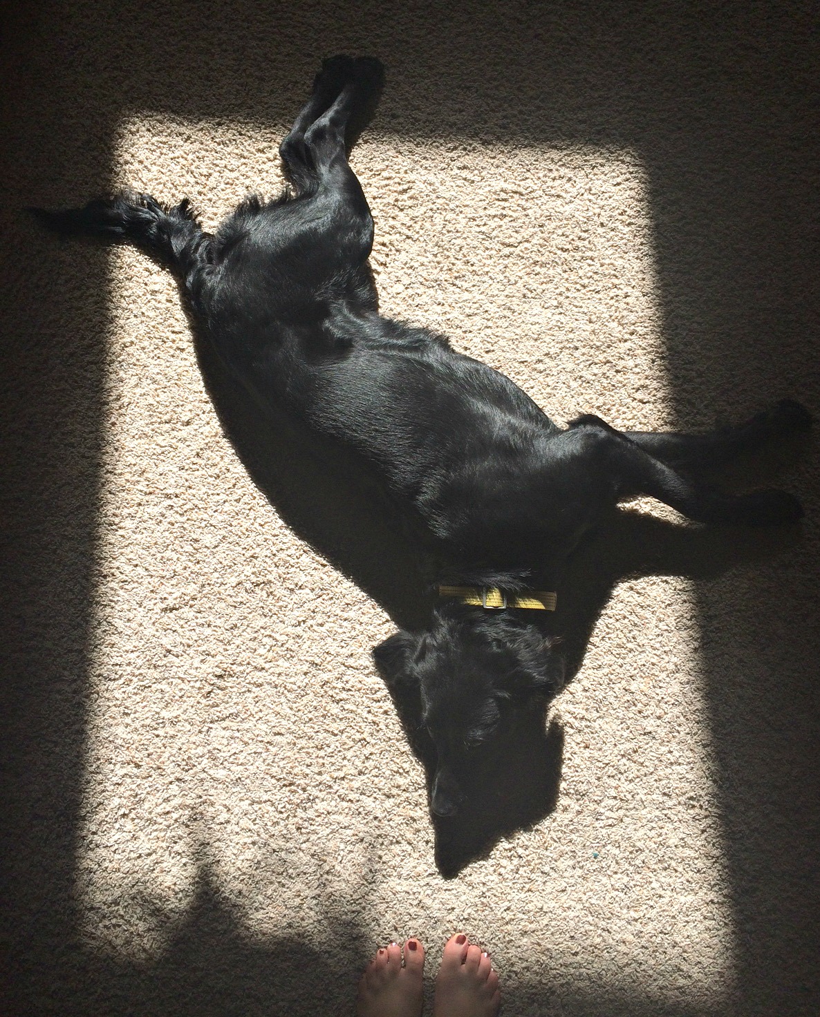 Olive spent her day chasing the sunspot and taking warm naps. #bestdayever