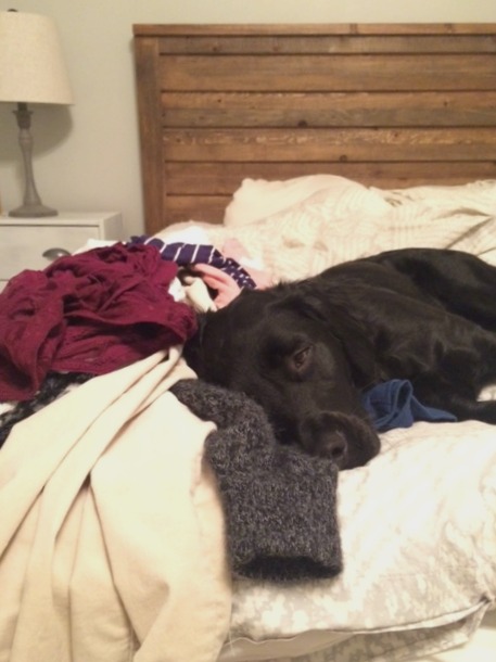 Olive on Laundry