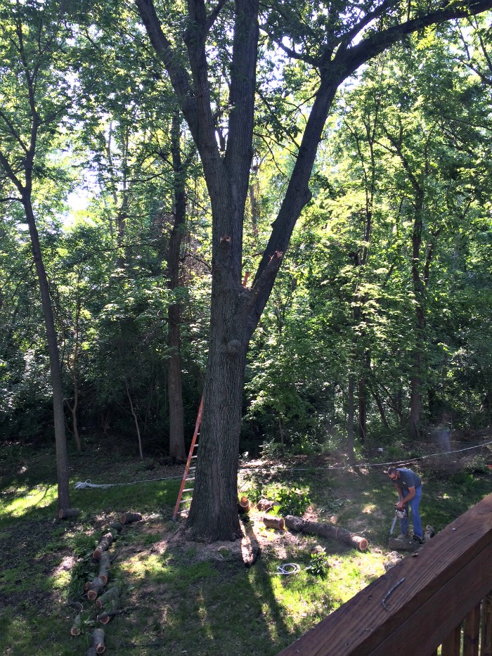 Backyard Trees