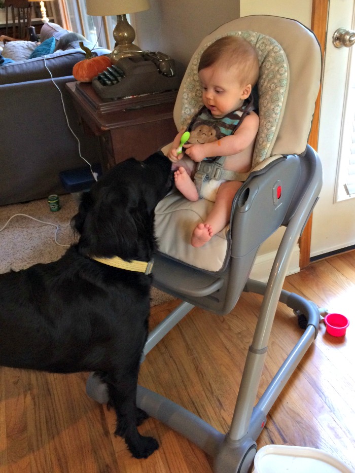 5-reasons-ive-loved-having-a-pet-and-a-baby-with-a-highchair